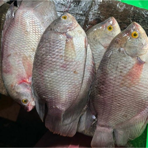 Gurame Ikan Tawar Fresh 1kg Isi 3 Ekor