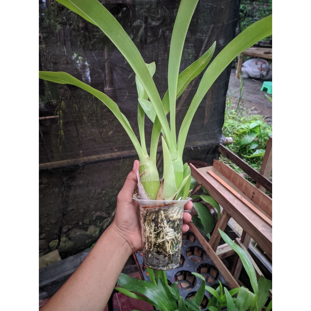 Paket Grammatophyllum scriptum