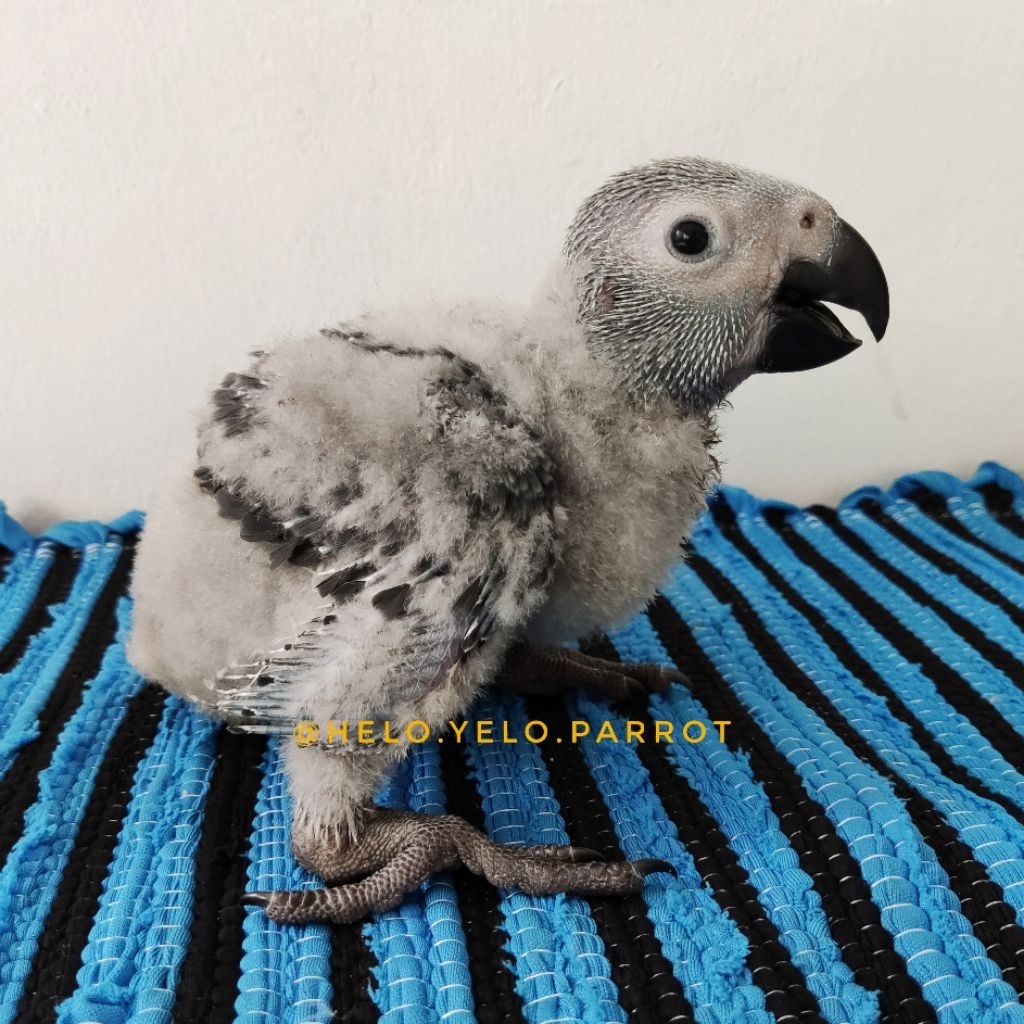 AFGREY / African Grey Parrot