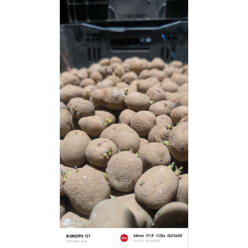 Bibit Kentang Granola G2 berkualitas