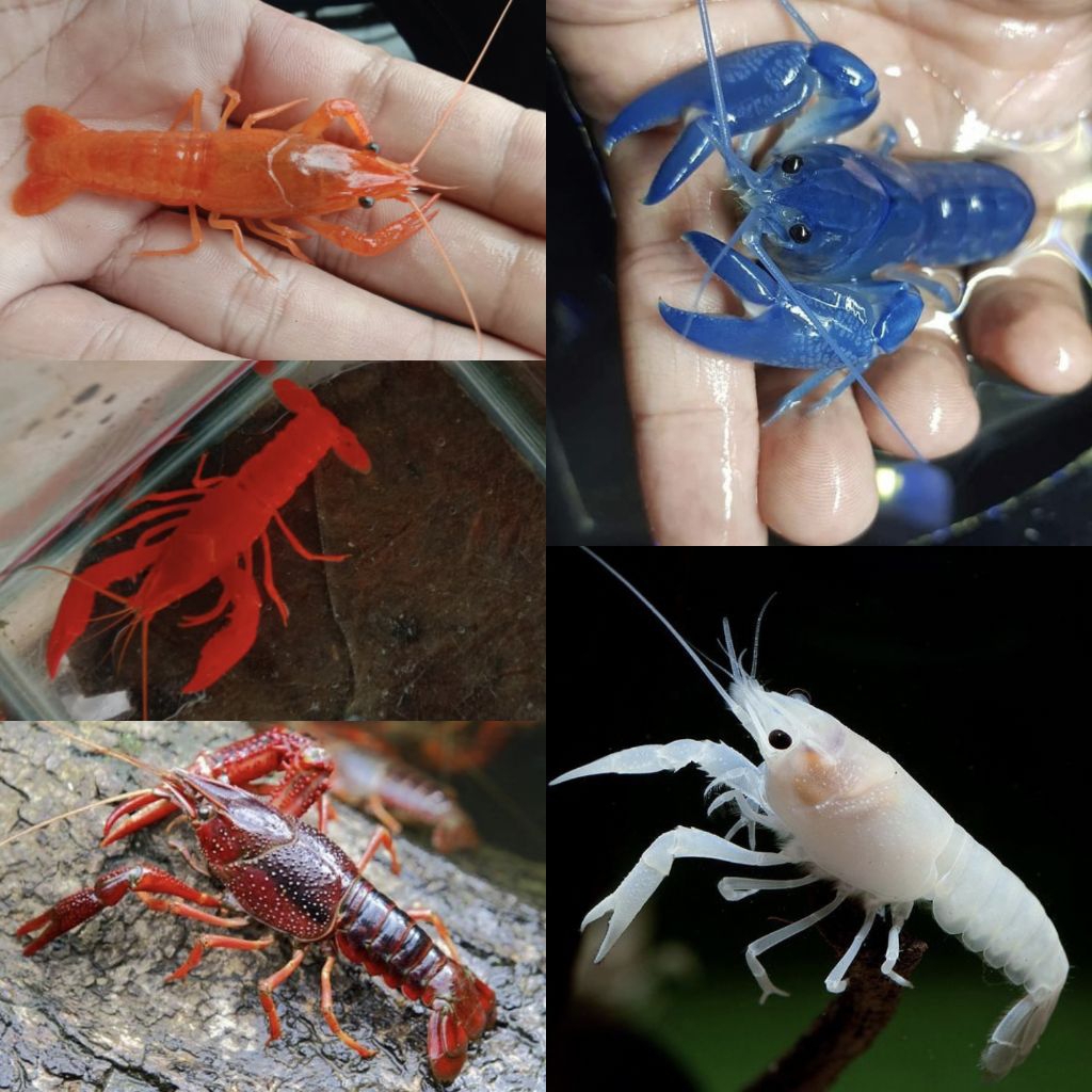 Hiasan aquarium lobster hias paket 5 ekor warna warni 5 warna sangat cocok untuk hiasan aquarium.