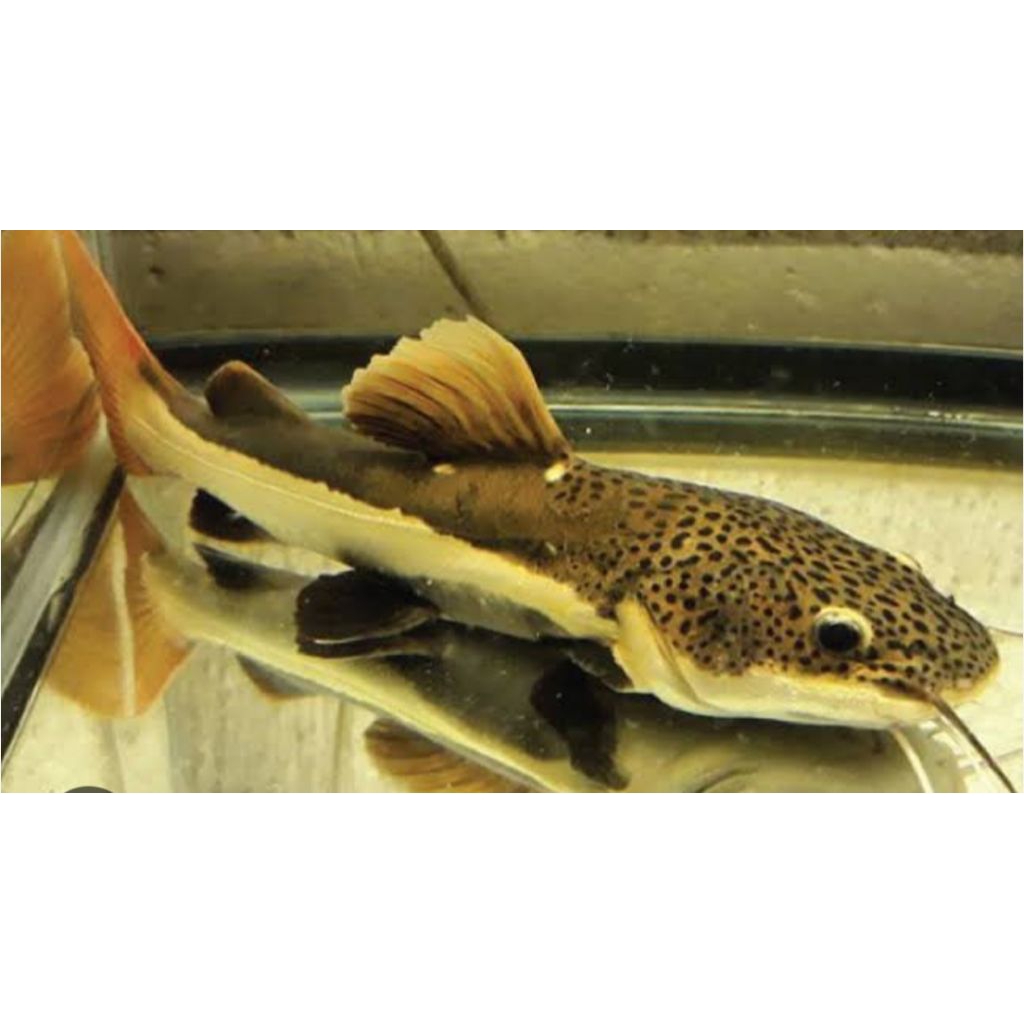 rtc imut dan cantik 8-10cm berkualitas