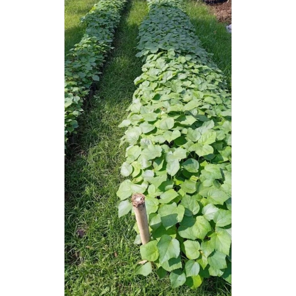 bibit Kayu balsa Putih - tanaman kayu balsa asli