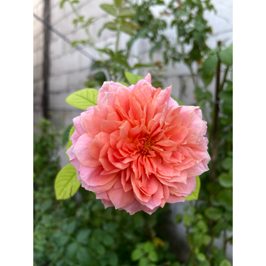 Ownroot mawar Moulin de la galette