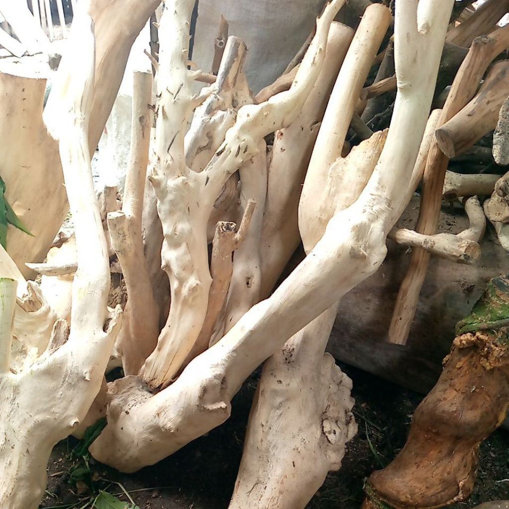 kayu aquascape dekorasi akuarium kayu kopi