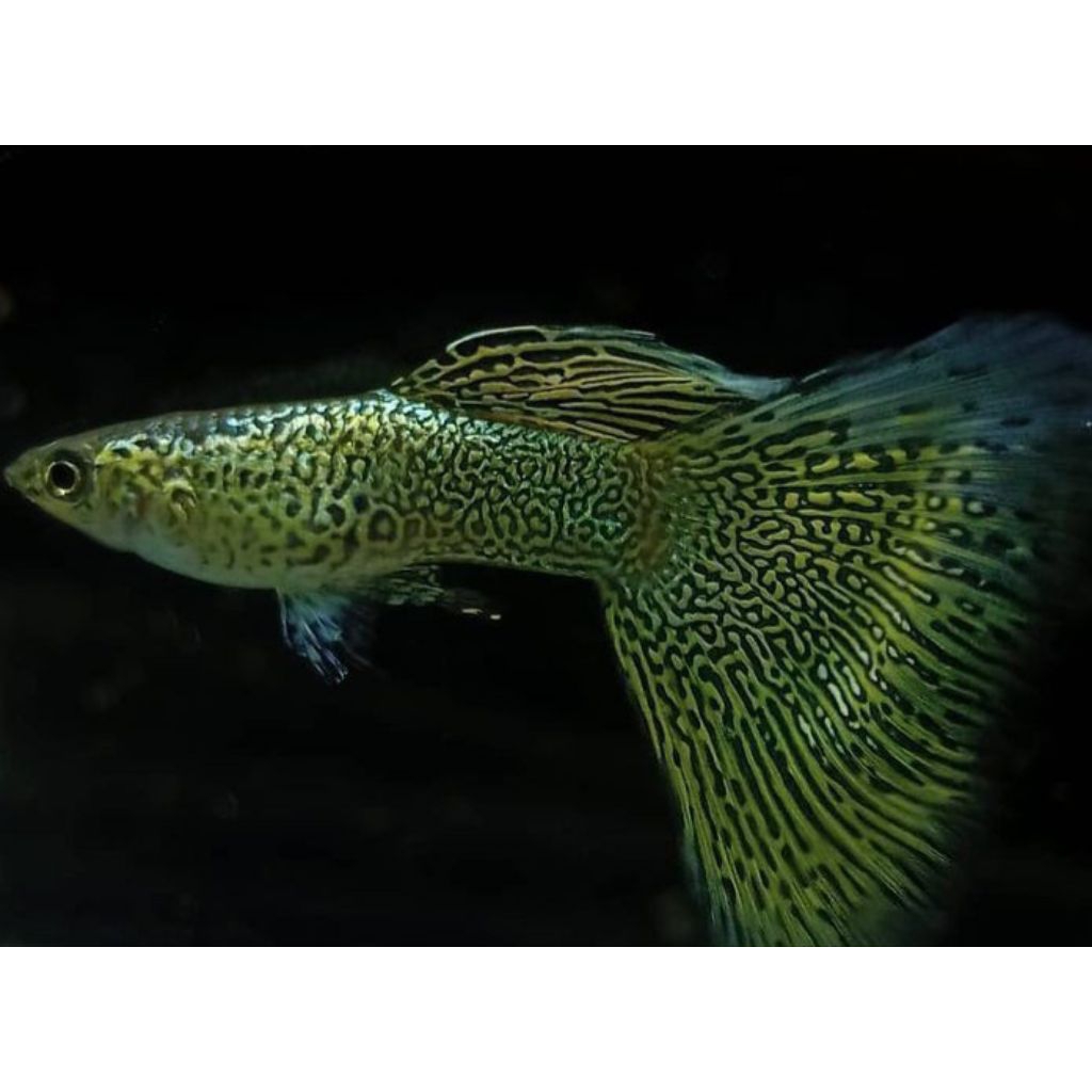 hiasan aquarium ikan guppy Yellow lace sepasang indukan
