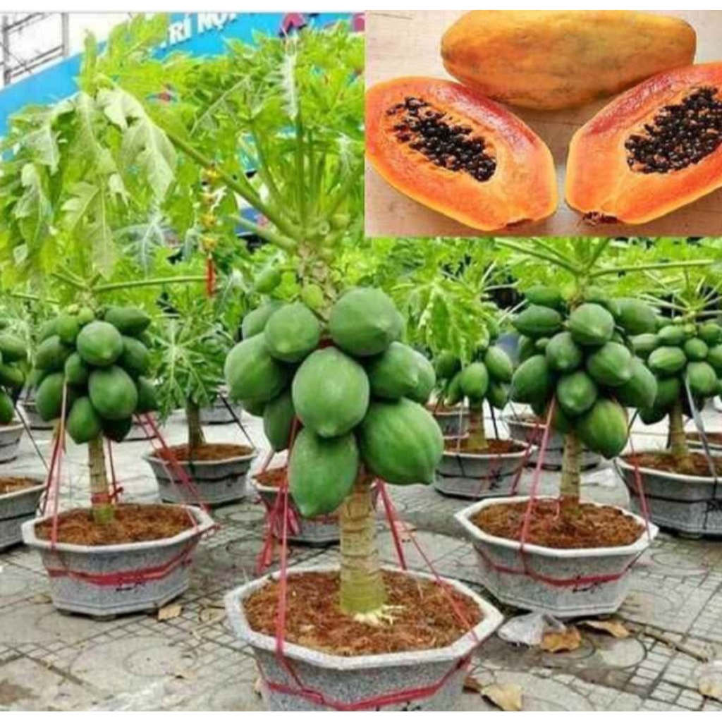 Bibit pepaya kalifornia