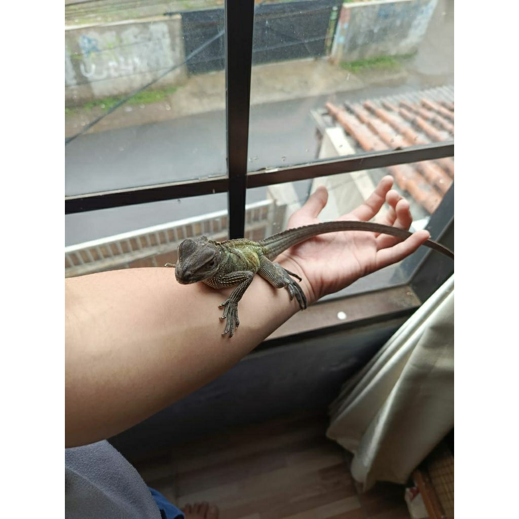 patung soa layar celebensi