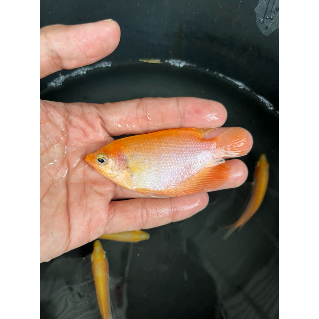 KHUSUS INSTAN GURAME MERAH BERGARANSI