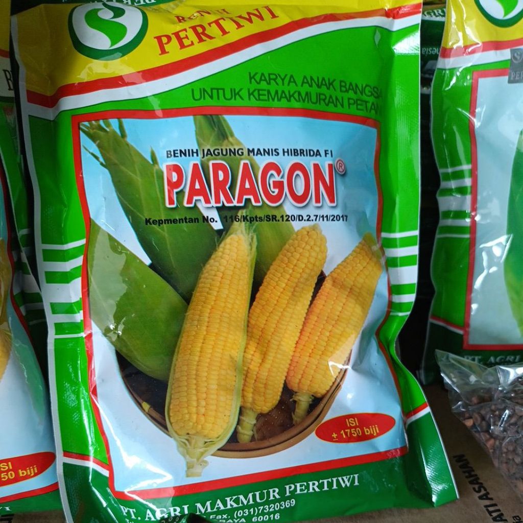 benih jagung Paragon ,