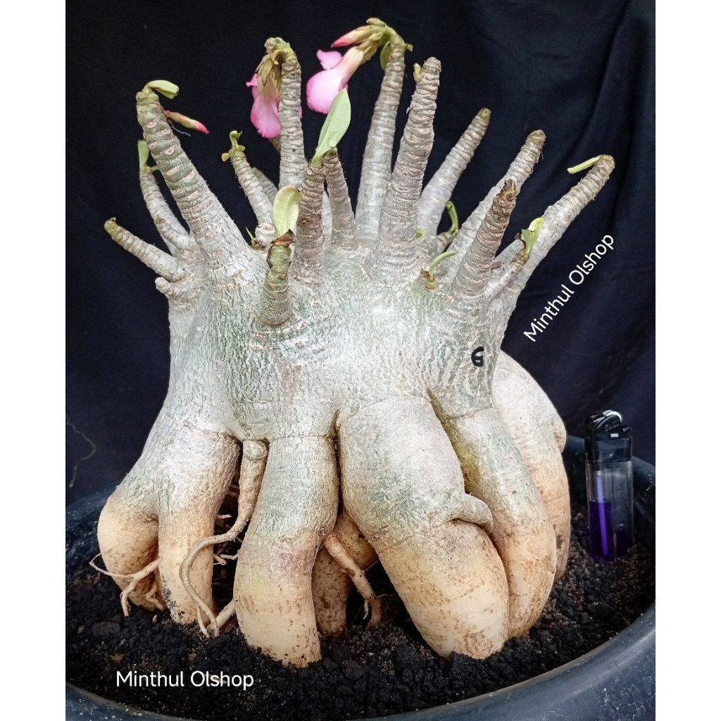 Bonsai adenium arabicum karakter size jumbo real pict