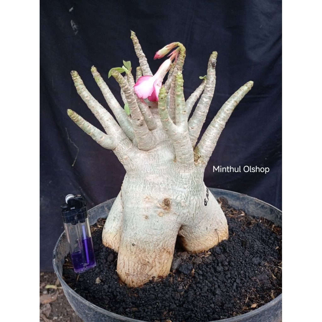 Adenium arabicum karakter cabang brutal size jumbo pot 30 real pict