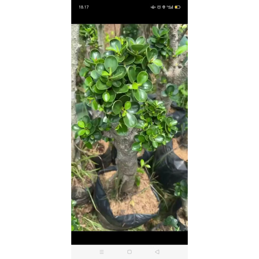 Dolar Micro mangkok taman