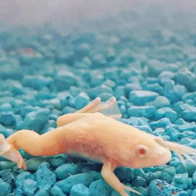 KATAK AIR ALBINO AFRIKA DWARF FROG SIZE +-3 CM [ISI 2 EKOR]