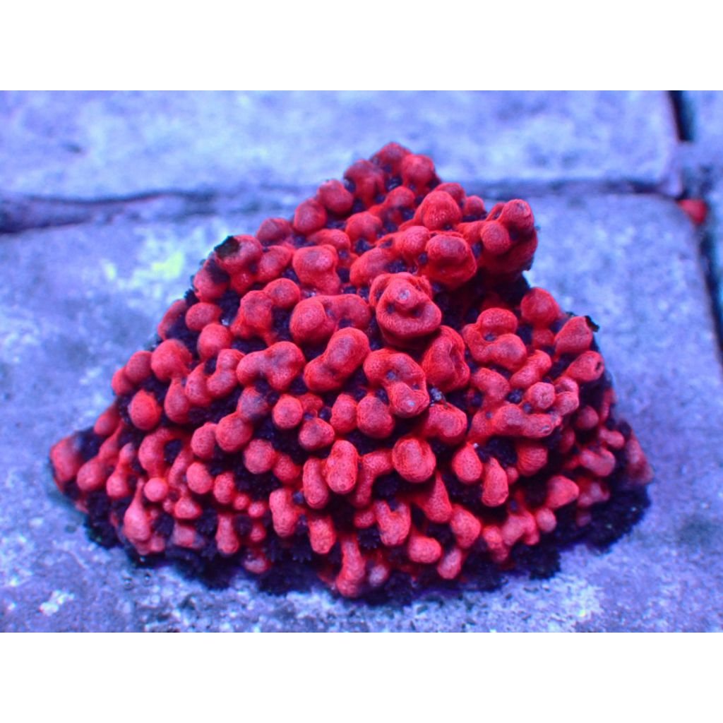 Coral Montipora Undata Merah Reef Aquarium Laut