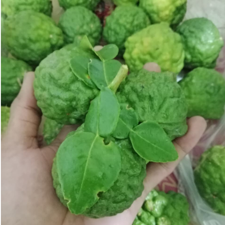 Jeruk Purut Jantan Dan Betina Ute Pangir Jeruk Obat Ukuran Besar Jeruk Medan Per-Biji