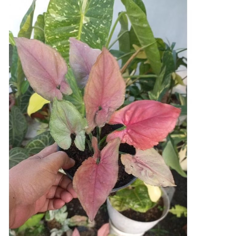 Syngonium Pink Perfection