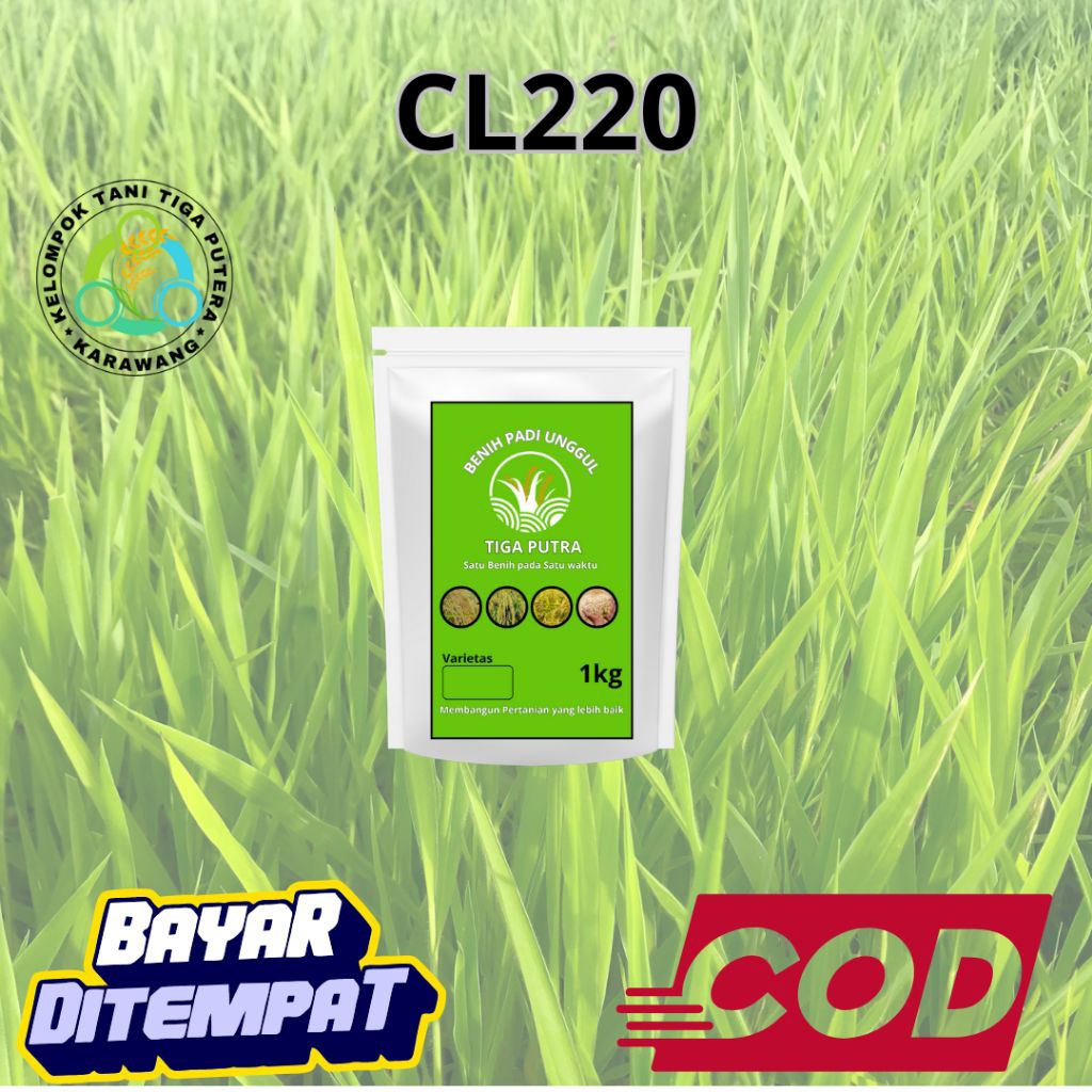 Benih Padi Unggul CL220 10kg Original