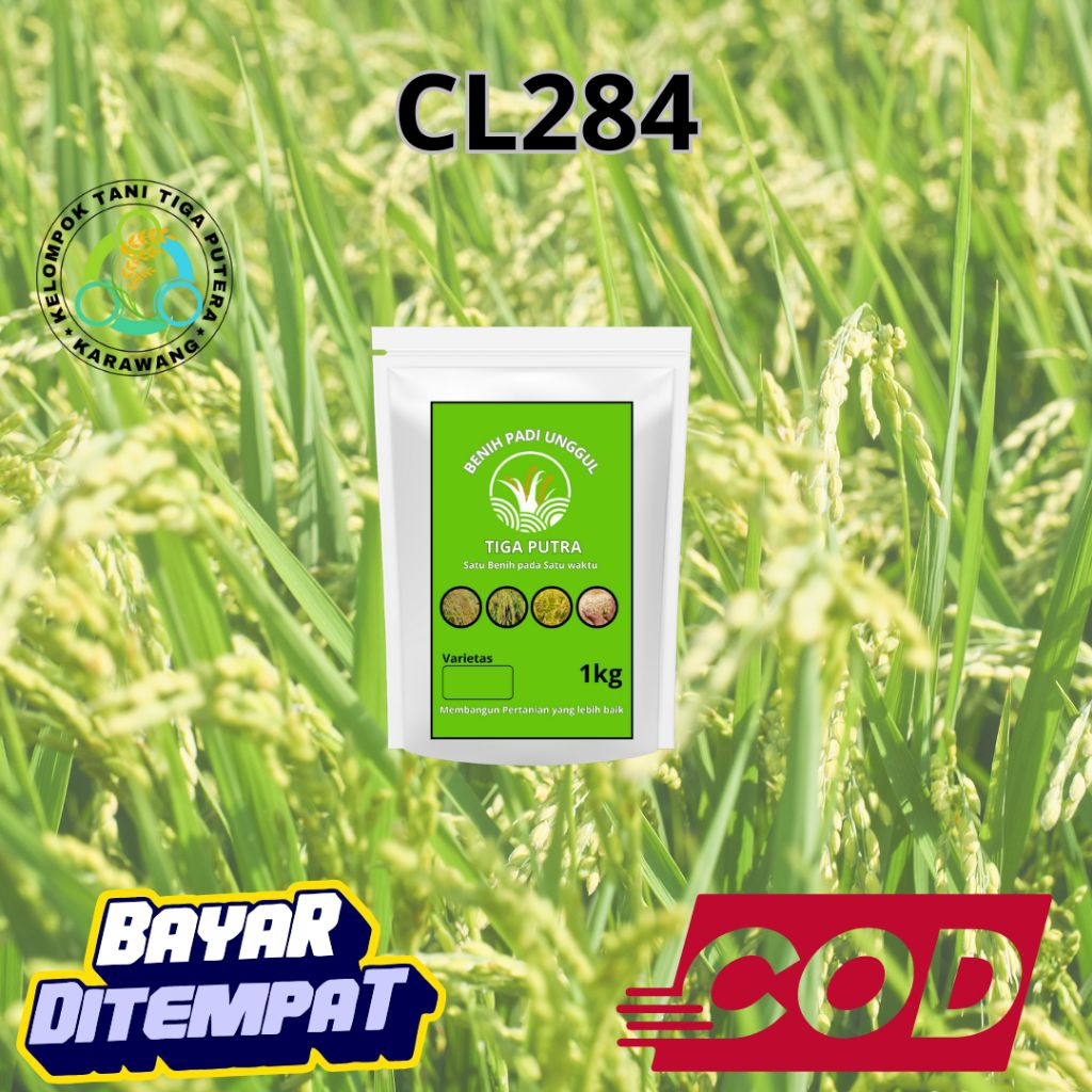 Benih Padi Unggul CL284 10KG original