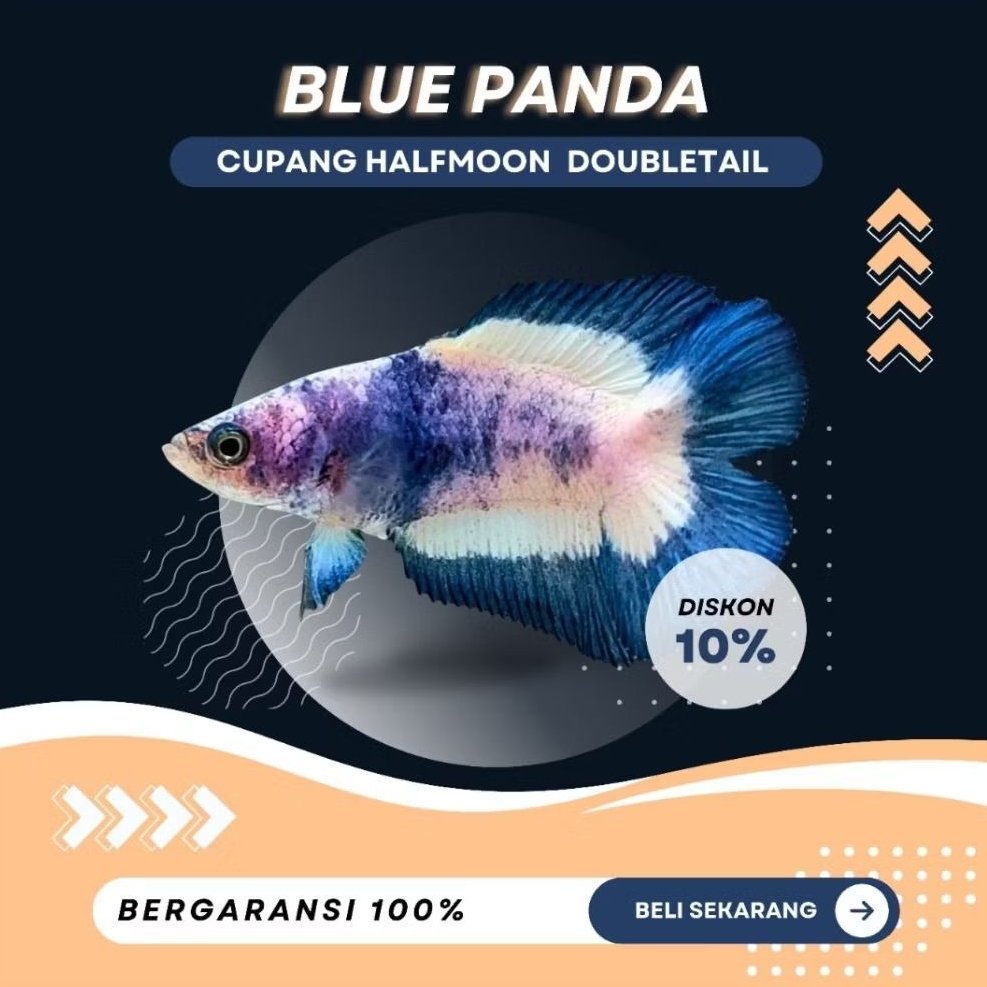 [HM] Cupang Double Tail Blue Panda | IKAN HIAS | TOP GRADE | NEW | REAL PICT | LUCU