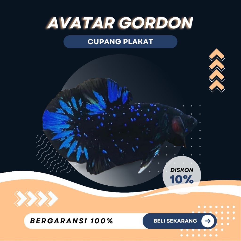 [PK] Cupang Plakat Avatar Gordon | TOP GRADE | BEST COLOR | IKAN HIAS | GAHAR