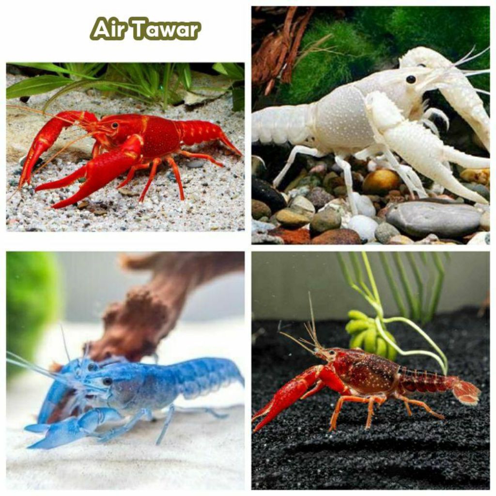 UDANG RED LOBSTER HIAS