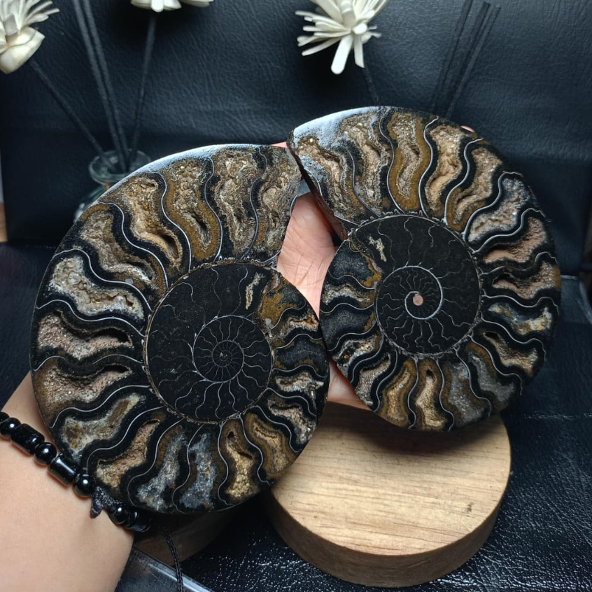 Batu Natural Fossil Keong Black_Ammonite Sepasang (3)