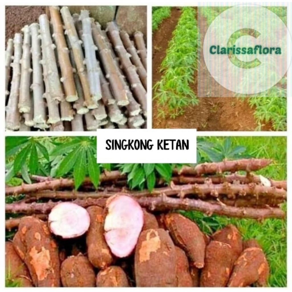 PAKET 10 POHON BATANG SINGKONG KETAN BESAR TINGGI BATANG ±25 CM / BIBIT TANAMAN BATANG SINGKONG
