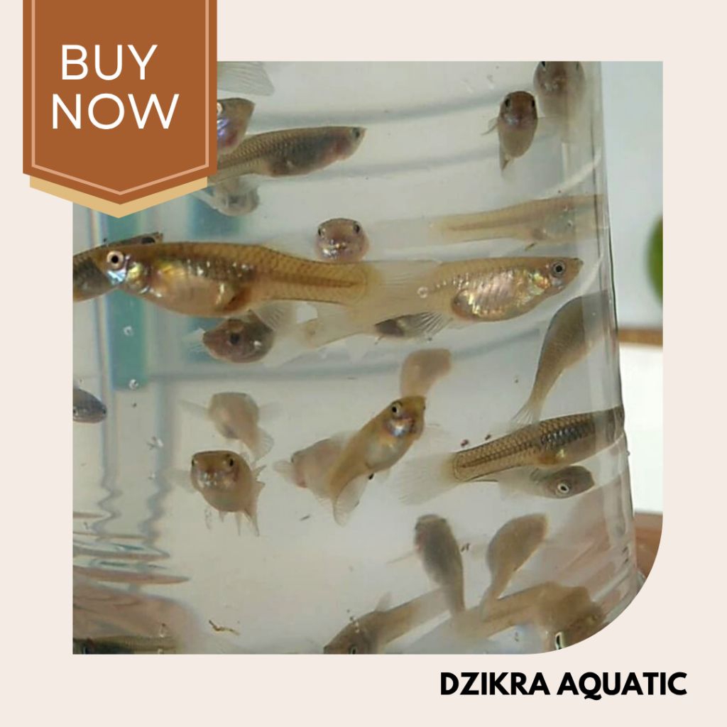 Ikan Cere Pakan Hidup  Ikan Predatornya Tank Mate