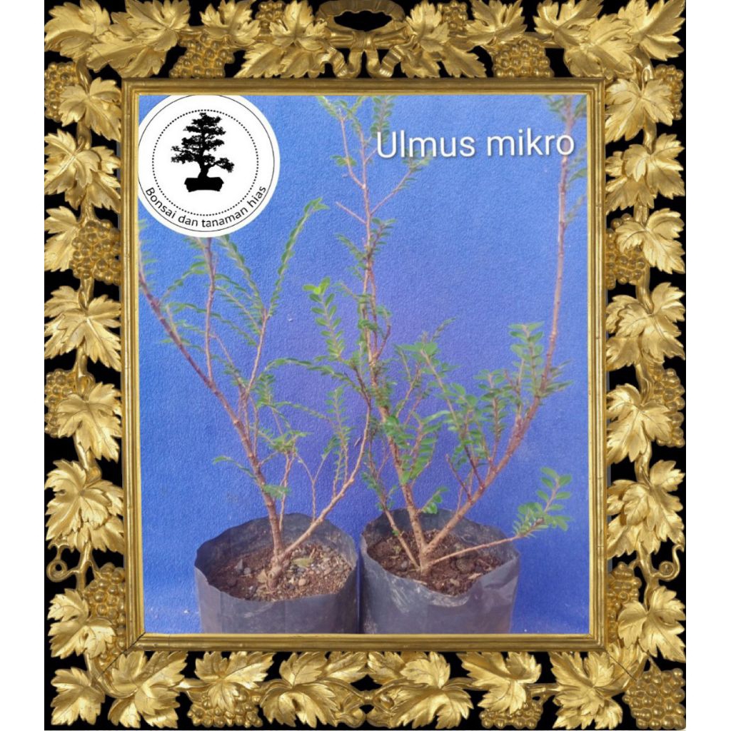 Bibit bonsai ulmus mikro