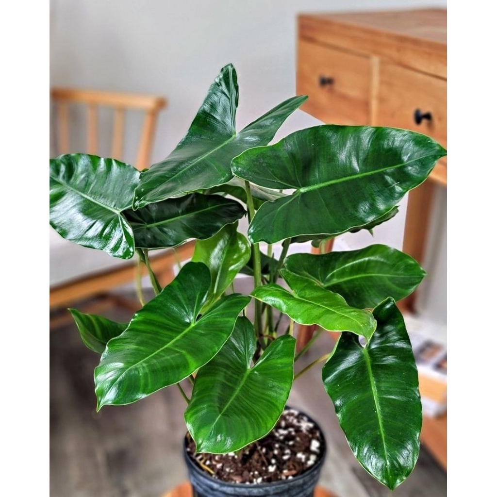 Tanaman Hias Philodenron burle marx - Berkele Rimbun & Berkualitas Cocok Untuk Indoor- Outdoor