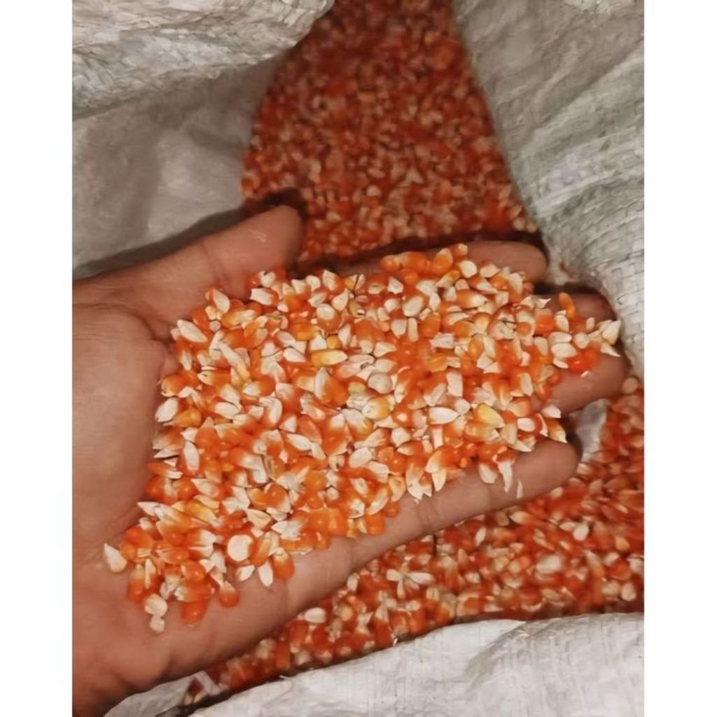 Jagung kristal Super 25kg, berkualitas.