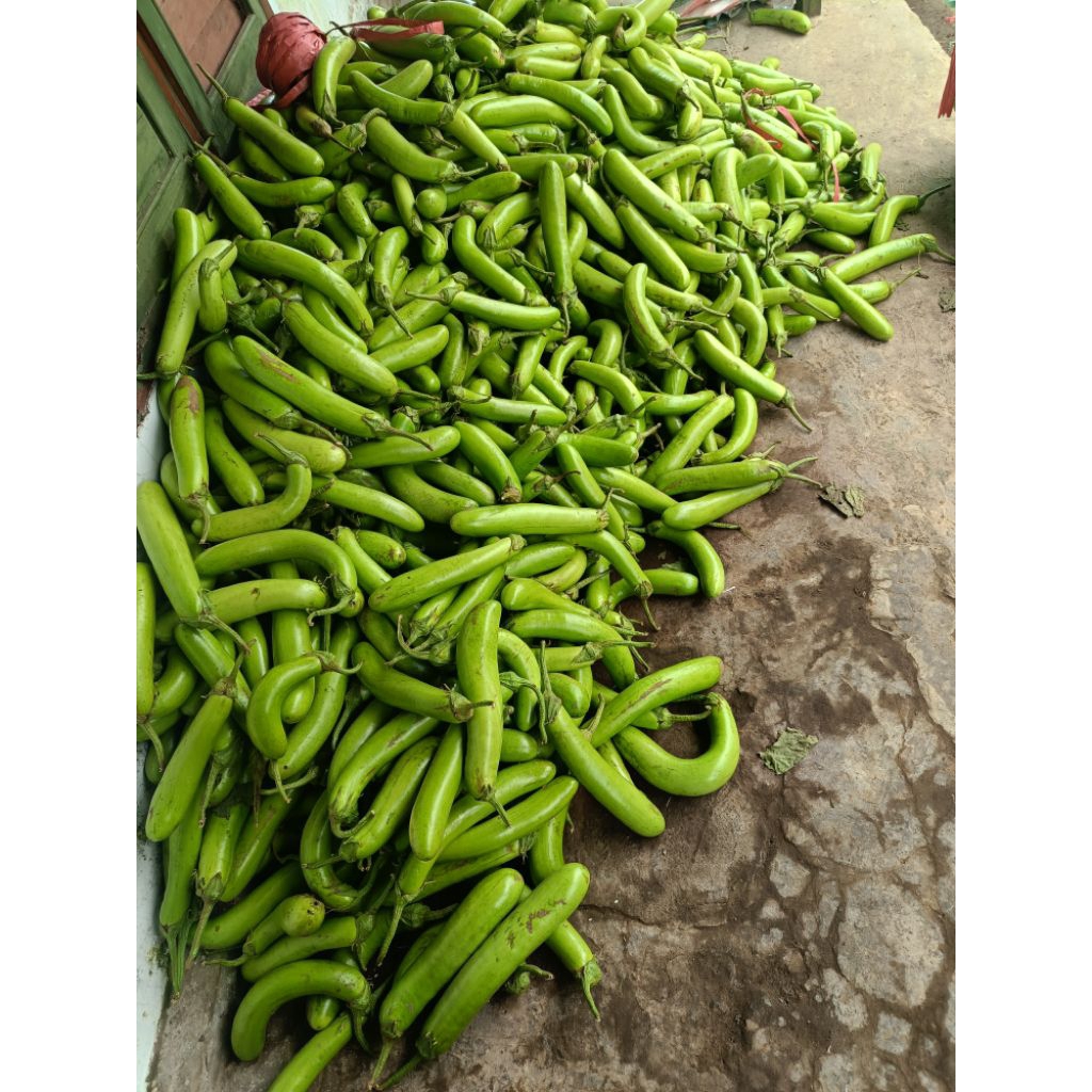 Terong Hijau Lalapan Murah Meriah Wilayah Surabaya