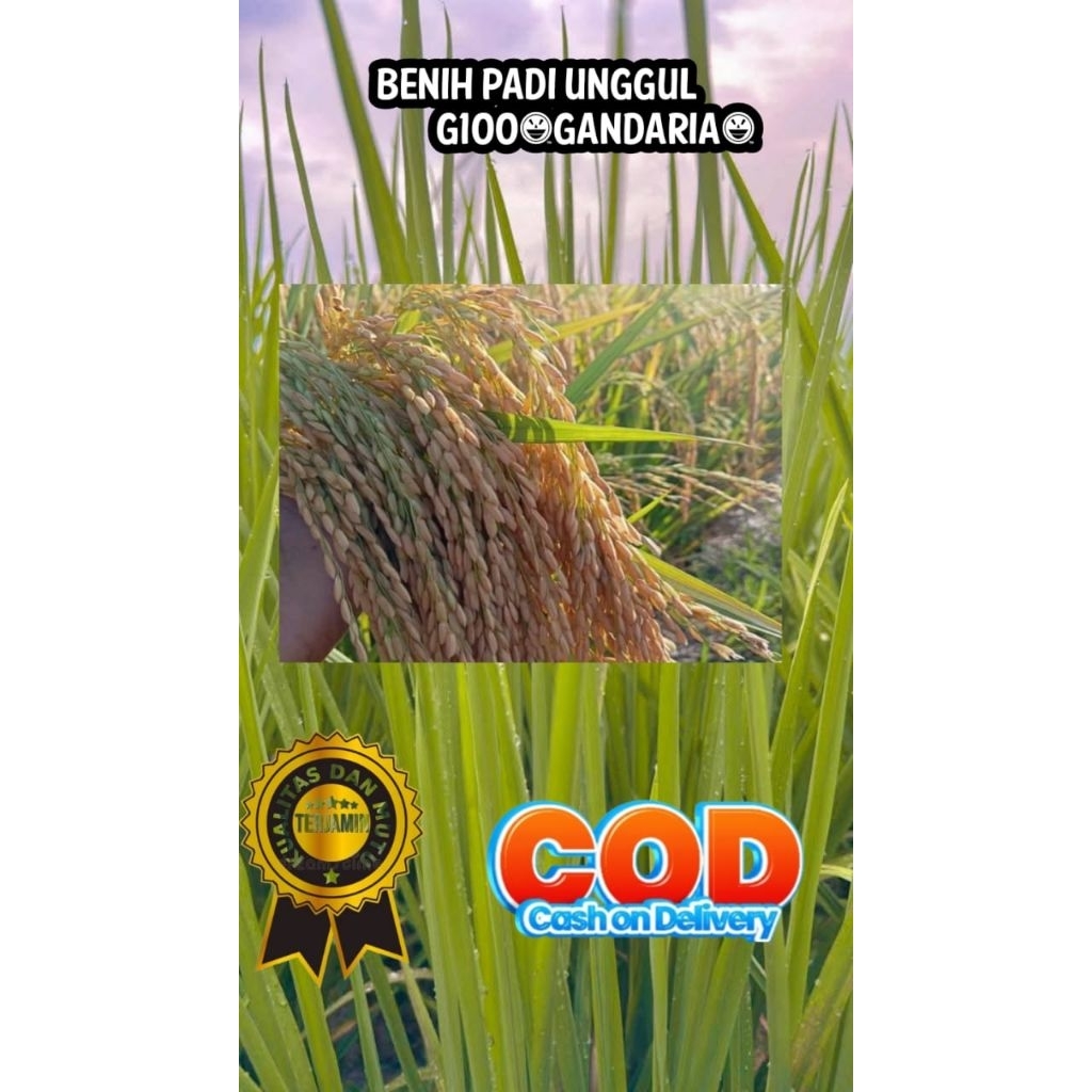 (COD) Benih padi unggul G100(GANDARIA) KEMASAN 5KG