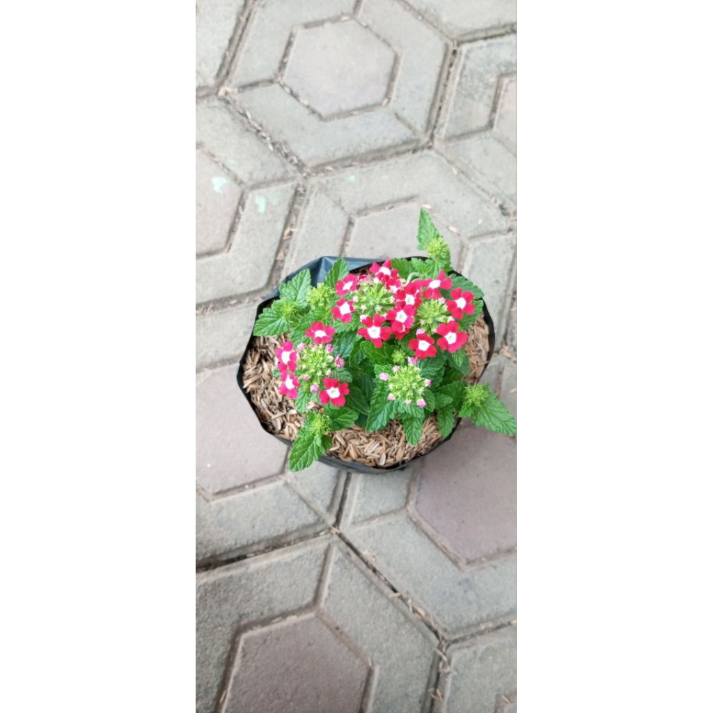 Tanaman Verbena hybrida.