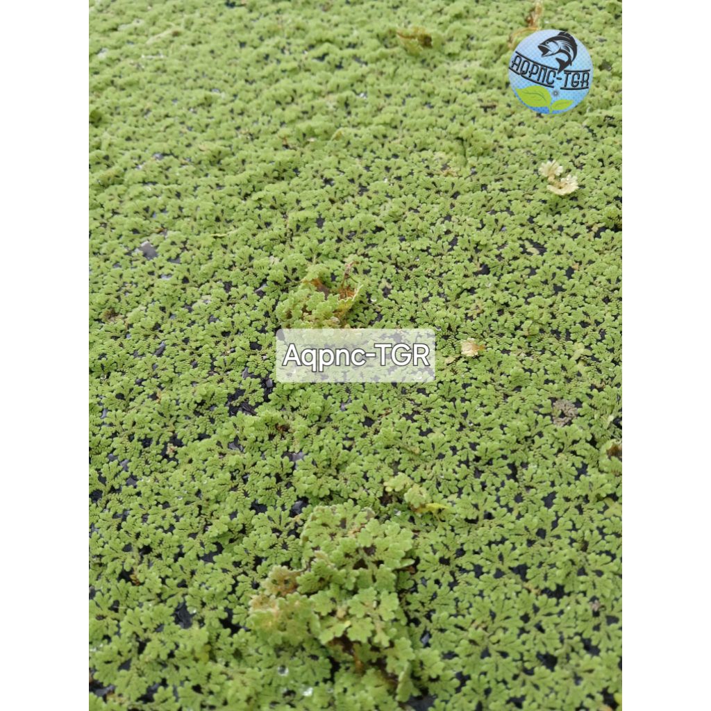 Azolla/Tanaman Air