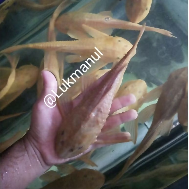 Ikan sapu sapu albino besar 20cm up