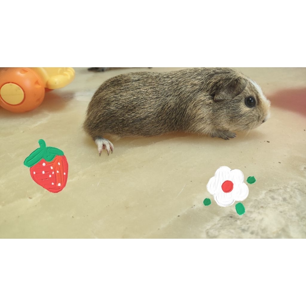 Guinea pig American Marmut