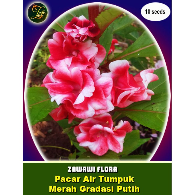 10 Benih Pacar Air Tumpuk Merah Gradasi Putih
