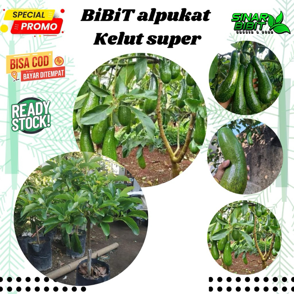 bibit alpukat kelut jenis alpukat panjang