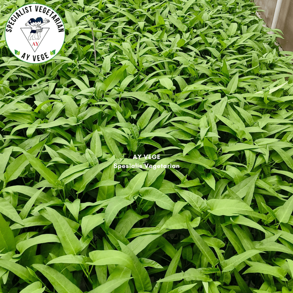 Sayur Kangkung Hidroponik Fresh