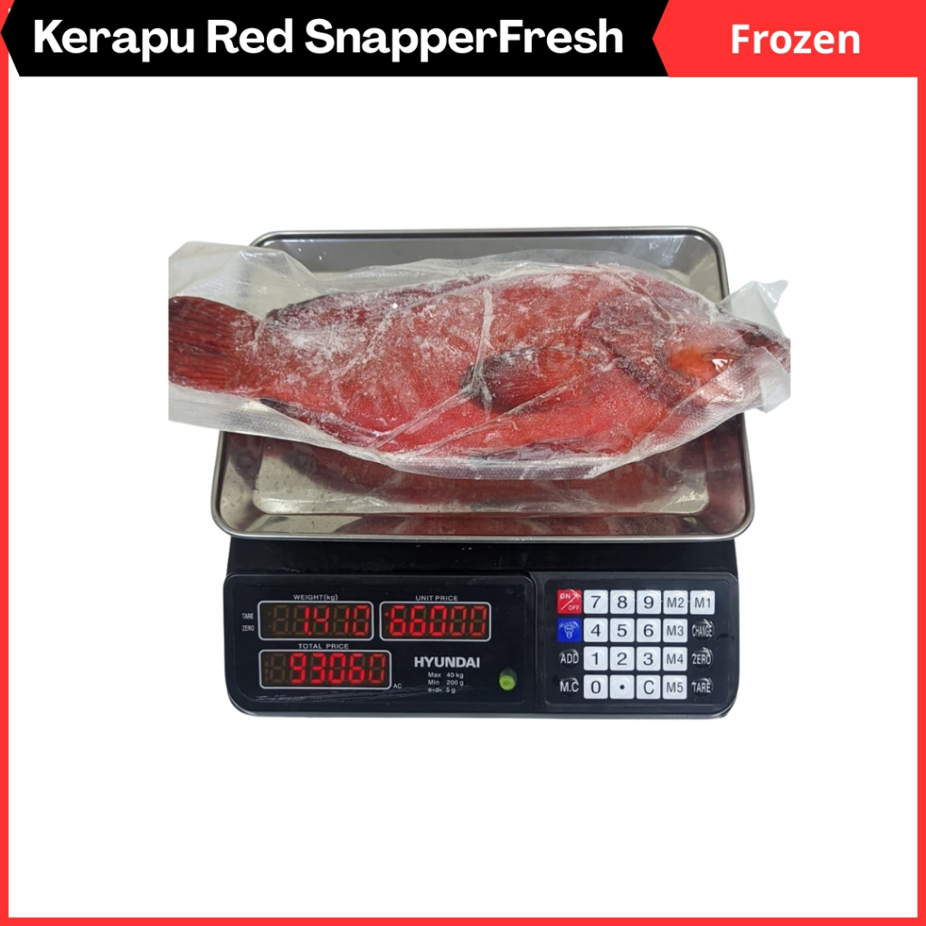 Kerapu Redsnapper Merah Premium Frozen Ikan Kerapu Segar Lokal