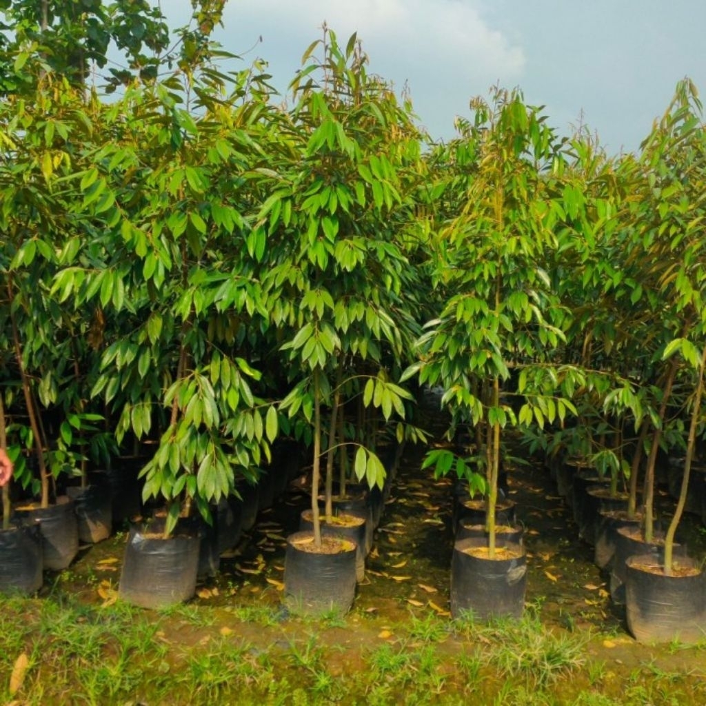 bibit durian 2meter'an bawor dan musang king