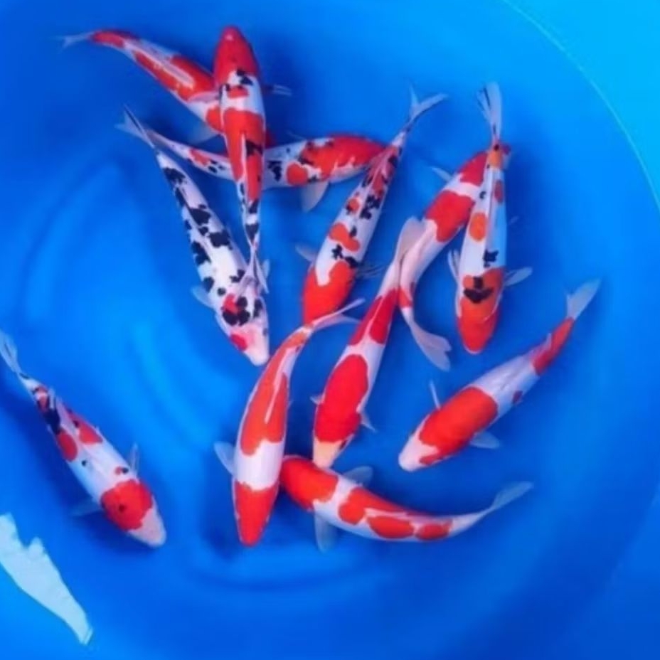 Koi warna sanke,kohaku,shiro,showa, utsuri paket 5 ekor