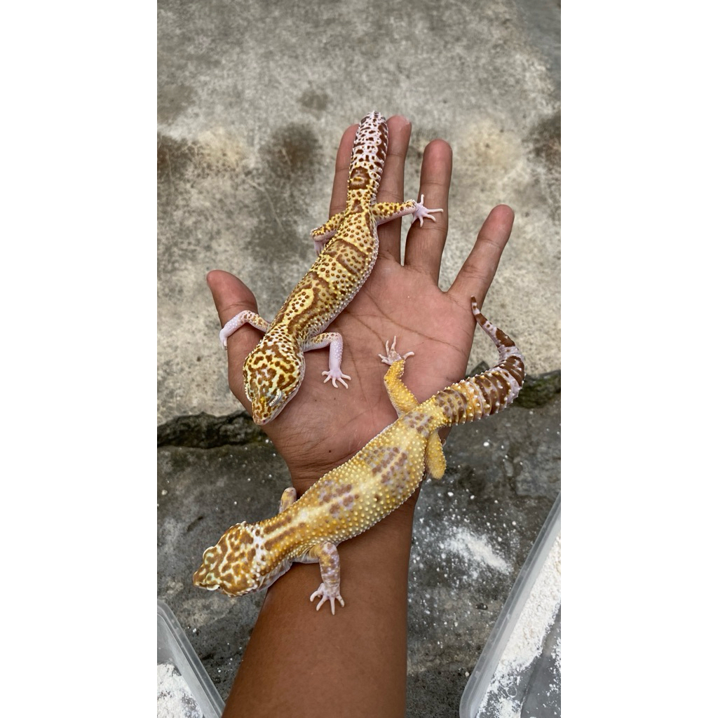 LEOPARD GECKO JUMBO