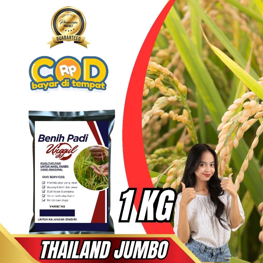 1 KG BENIH PADI THAILAND JUMBO ORIGINAL BERKUALITAS