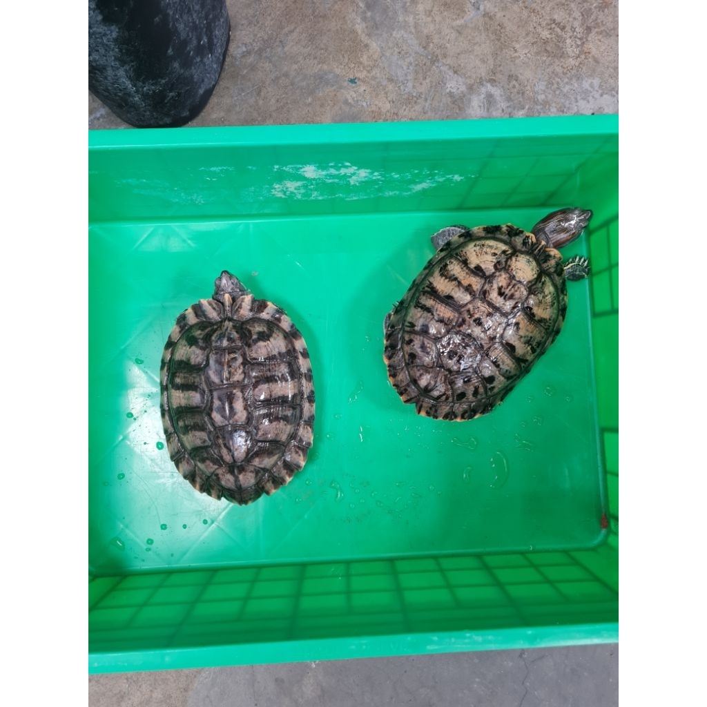 kura kura brazil betina