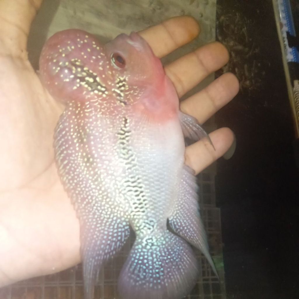 louhan super red dragon bomhead