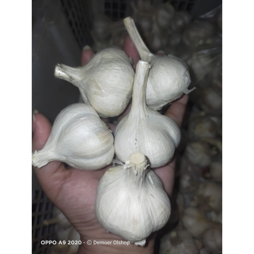 Bawang Putih Kating 1kg - Bawang Putih Kating 1 kg