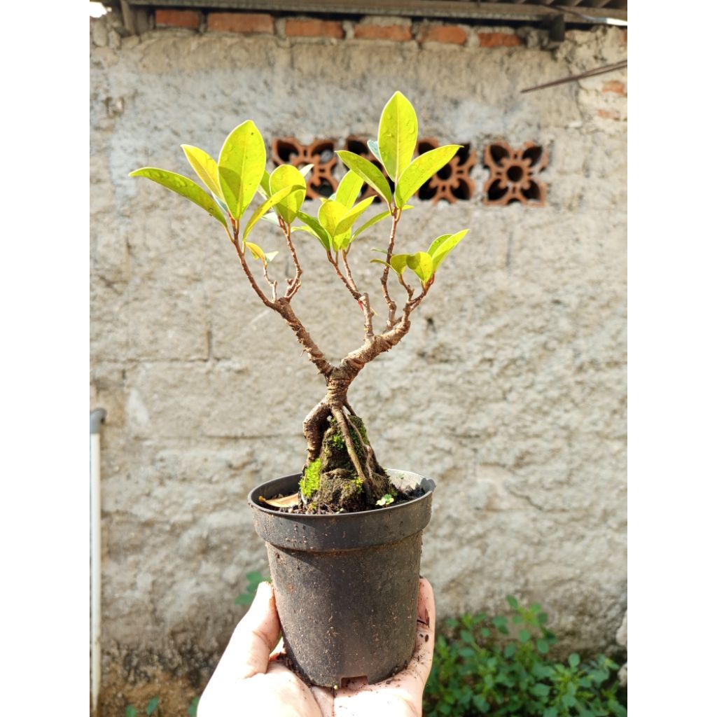 Bonsai beringin iprik